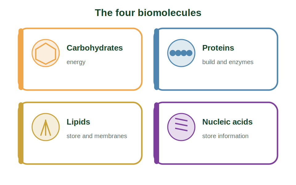 The four biomolecules: carbohydrates, proteins, lipids and nucleic acids