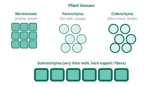 Plant tissues: meristematic dividing cells, parenchyma, collenchyma and sclerenchyma