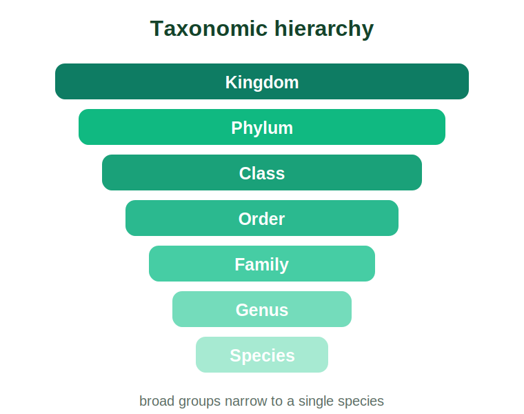 A stepped hierarchy from kingdom to species using the human as an example