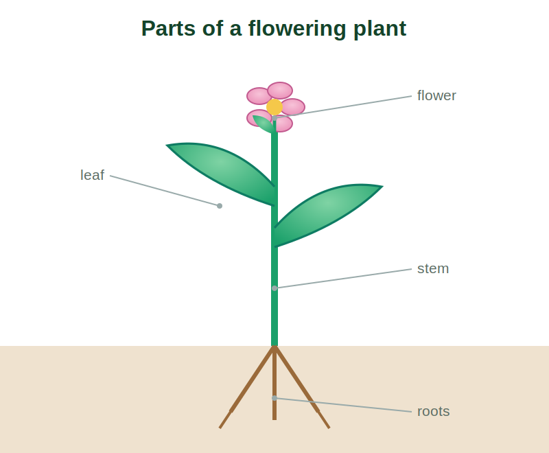 A flowering plant showing root, stem, leaf and flower