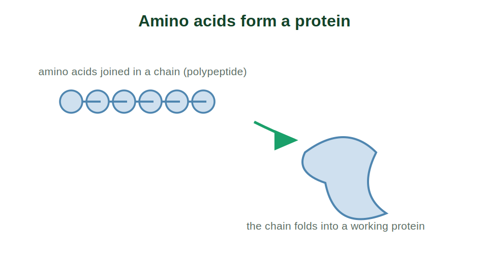 Amino acids joined into a chain that folds into a protein