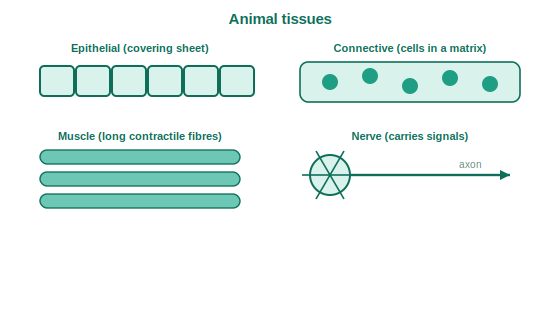 Animal tissues: epithelial sheet, connective tissue with cells in matrix, muscle fibres and a neuron