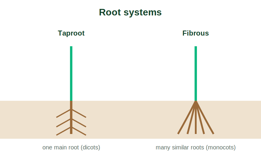 A taproot system beside a fibrous root system