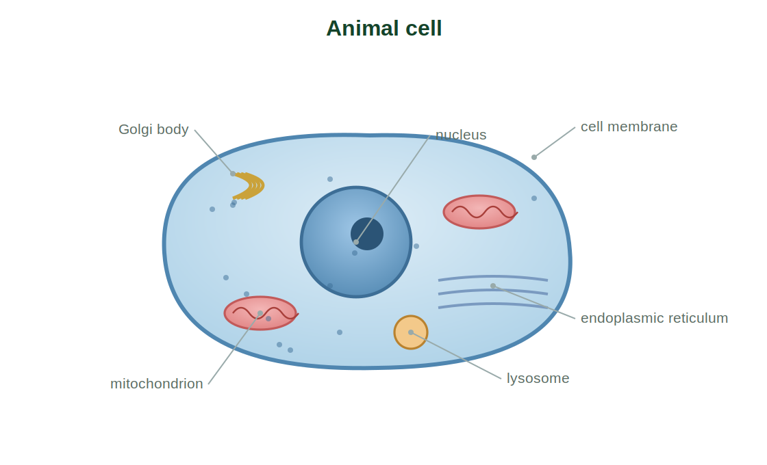 A labelled animal cell with its organelles
