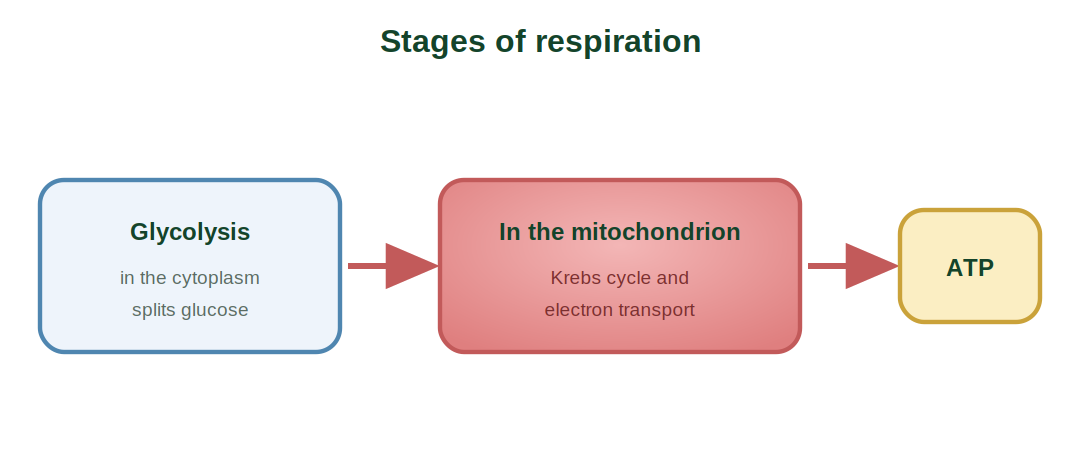 Glycolysis in the cytoplasm leading to the mitochondrial stages and ATP
