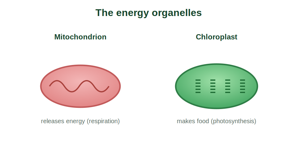 A mitochondrion and a chloroplast compared