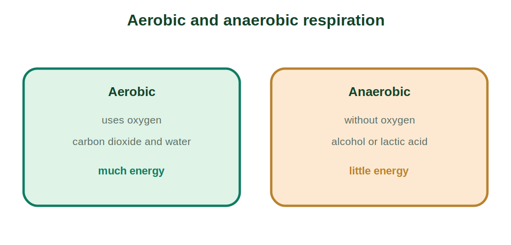 A comparison of aerobic and anaerobic respiration