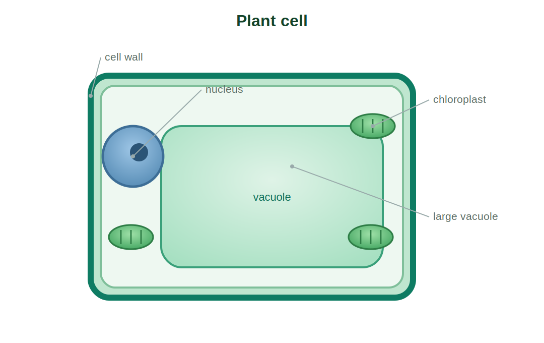 A labelled plant cell with cell wall, chloroplasts and a large vacuole