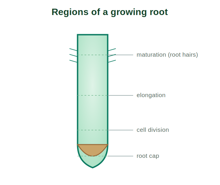 The zones of cell division, elongation and maturation in a root tip