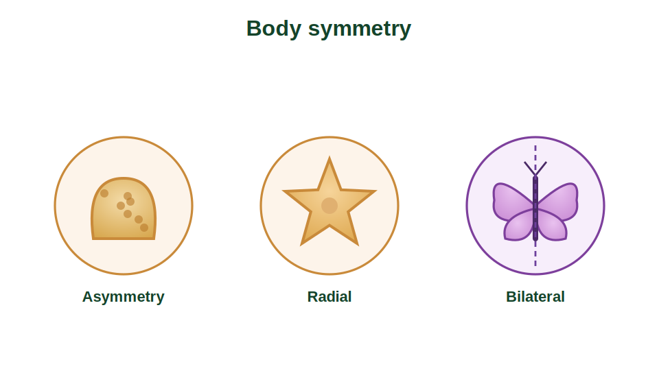 Examples of asymmetry, radial symmetry and bilateral symmetry