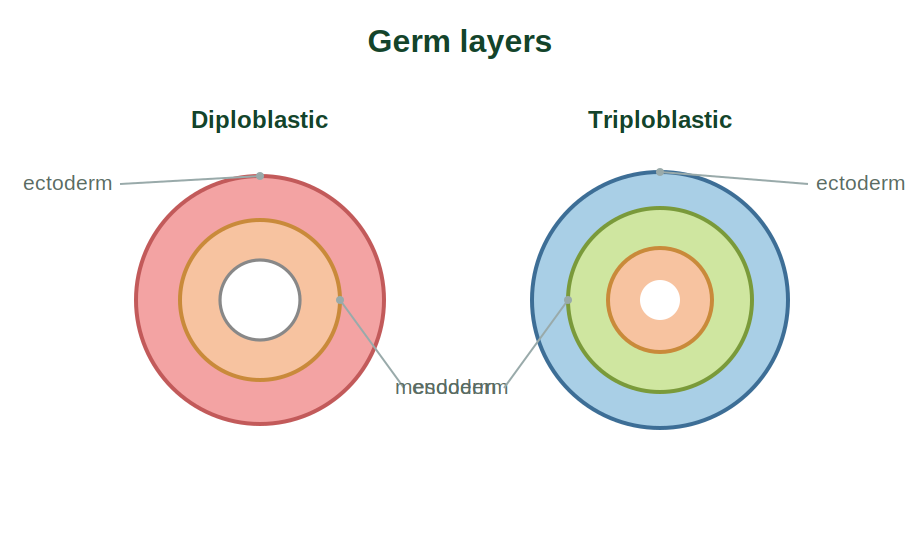 A diploblastic body with two layers and a triploblastic body with three