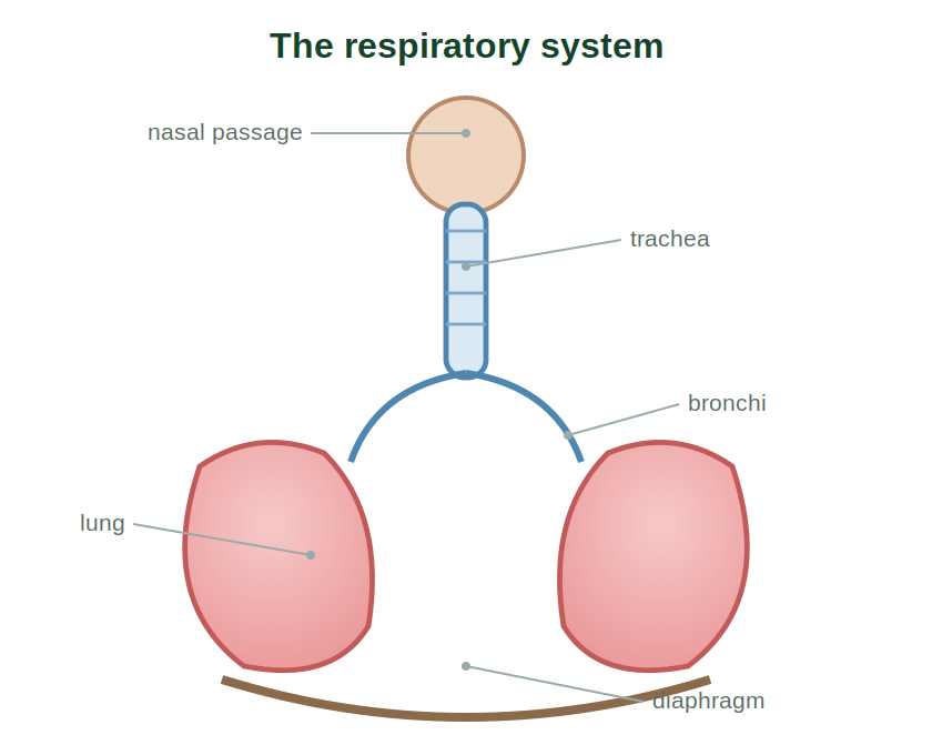 The respiratory system showing nasal passage, trachea, bronchi, lungs and diaphragm