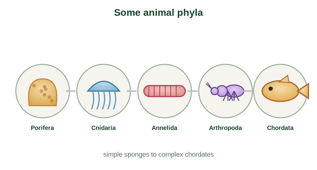 Animal phyla from Porifera to Chordata in order of rising complexity