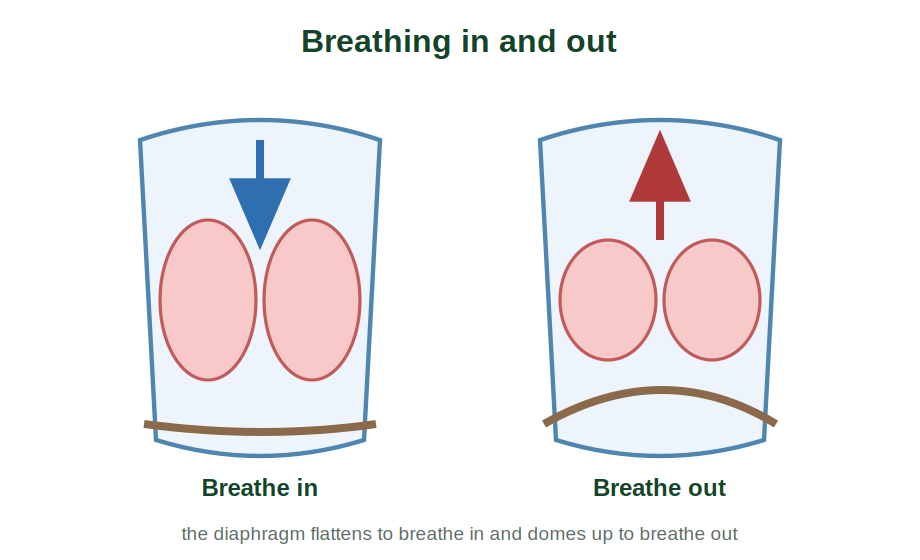 Breathing in with a flattened diaphragm and breathing out with a domed diaphragm