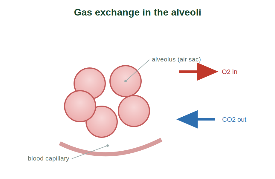 Gas exchange at an alveolus with oxygen entering and carbon dioxide leaving the blood