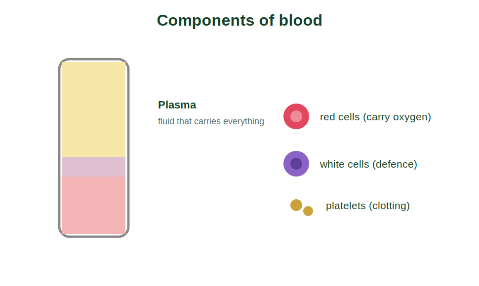The components of blood: plasma, red cells, white cells and platelets