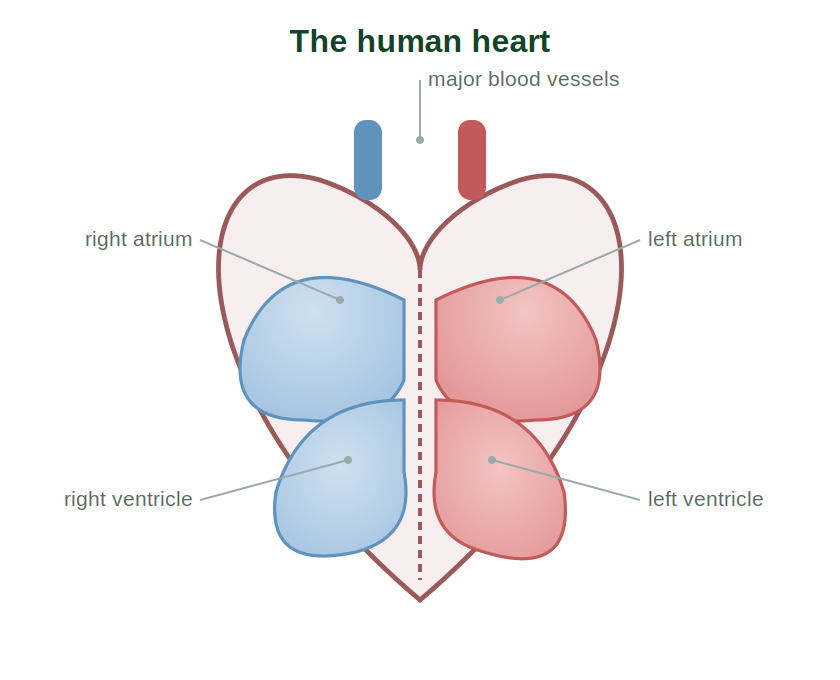 The human heart with right and left atria and ventricles