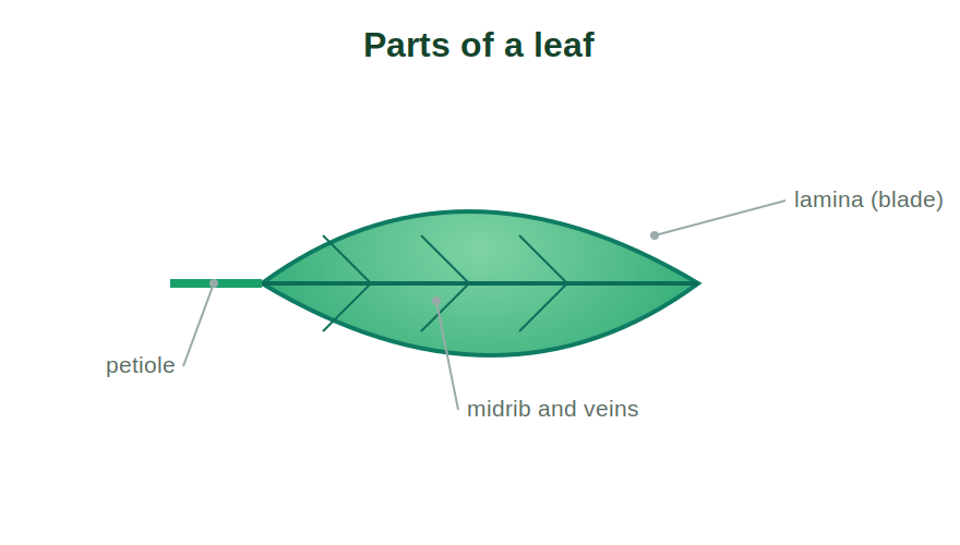 A leaf showing lamina, petiole, midrib and veins