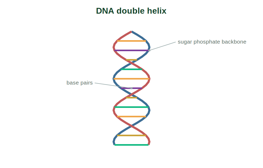 A DNA double helix with its sugar phosphate backbone and base pairs