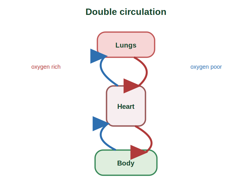 Double circulation through the lungs and the body