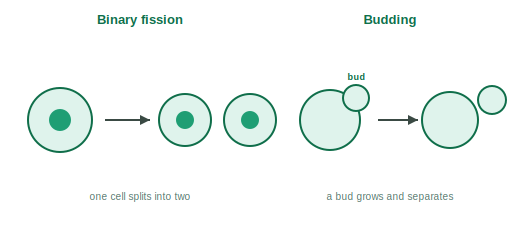 Binary fission showing one cell splitting into two, and budding showing a bud growing and separating