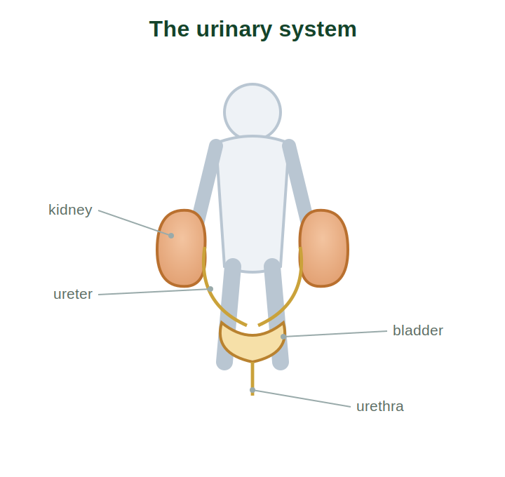 The urinary system showing kidneys, ureters, bladder and urethra
