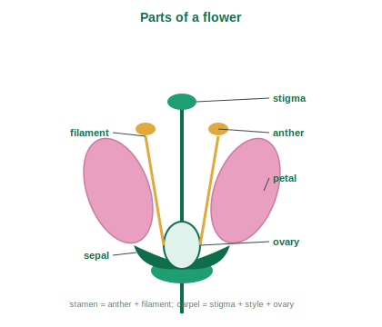Labelled flower showing sepal, petal, anther, filament, stigma, style and ovary