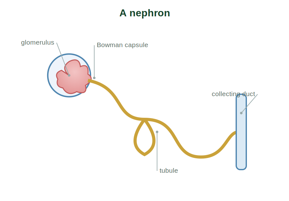 A nephron with glomerulus, Bowman capsule, tubule and collecting duct