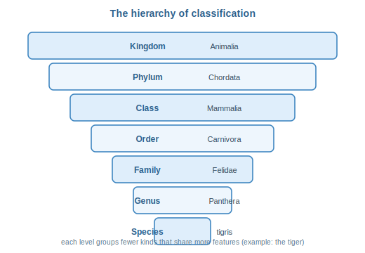 A stepped pyramid of classification ranks from kingdom down to species with the tiger as an example