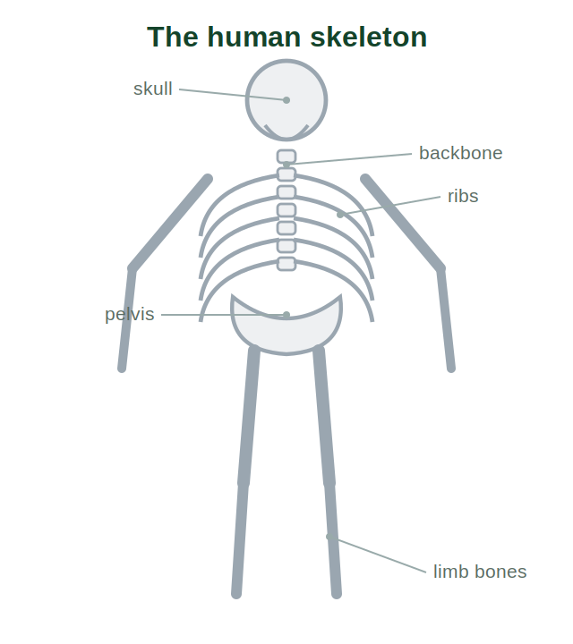 The human skeleton showing skull, backbone, ribs, pelvis and limb bones