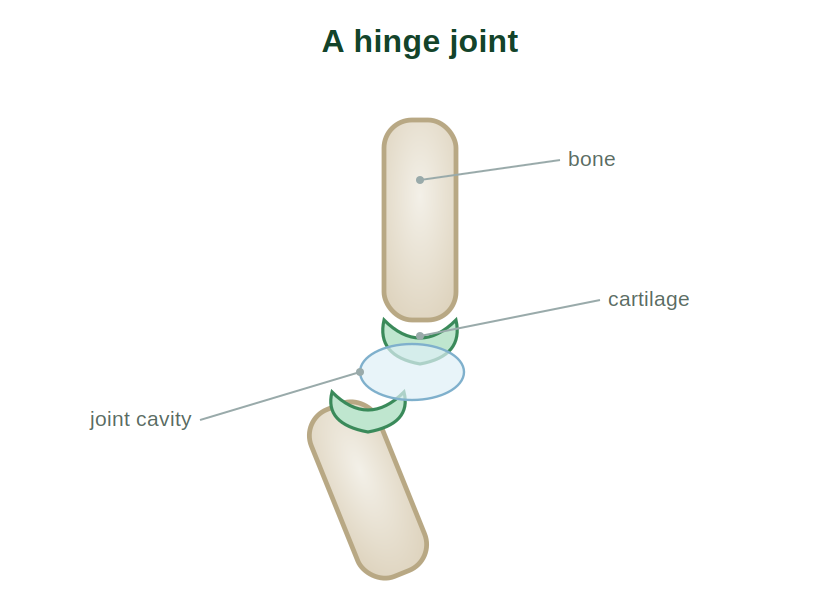 A hinge joint showing two bones, cartilage and the joint cavity