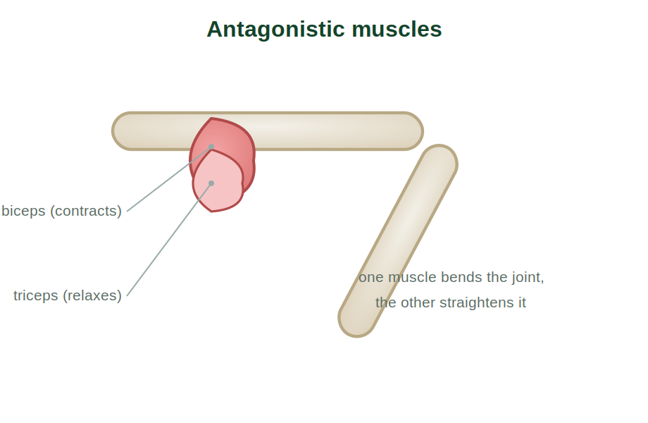 The biceps and triceps as an antagonistic muscle pair at the arm
