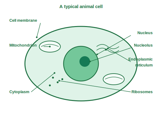 Labelled animal cell with membrane, cytoplasm, nucleus, nucleolus, mitochondria, endoplasmic reticulum and ribosomes