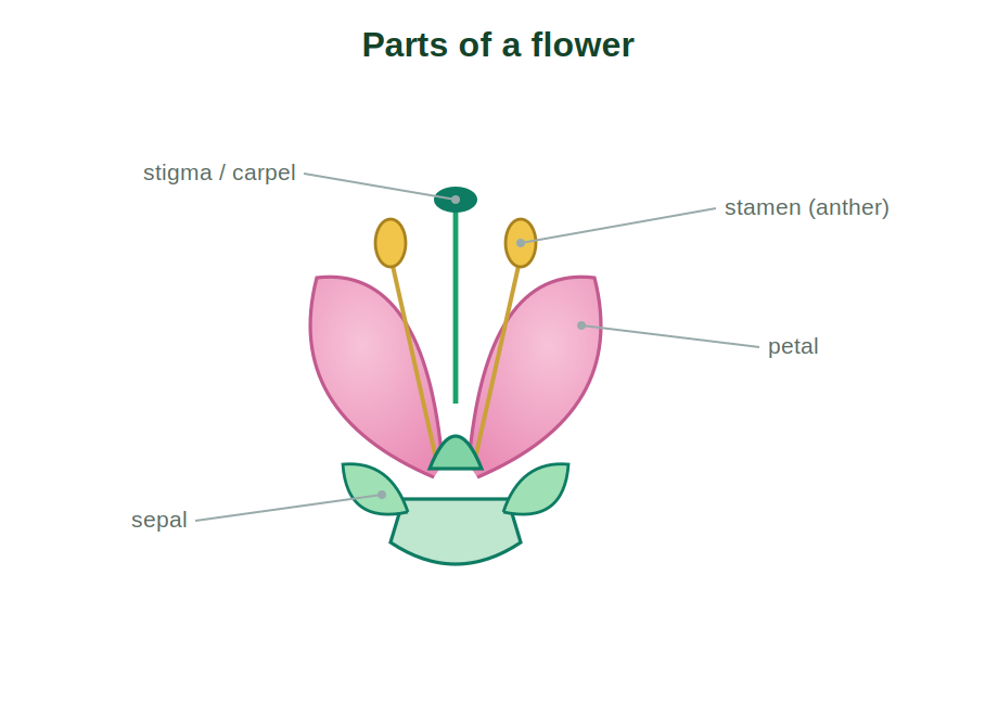 A flower showing sepals, petals, stamens and carpels