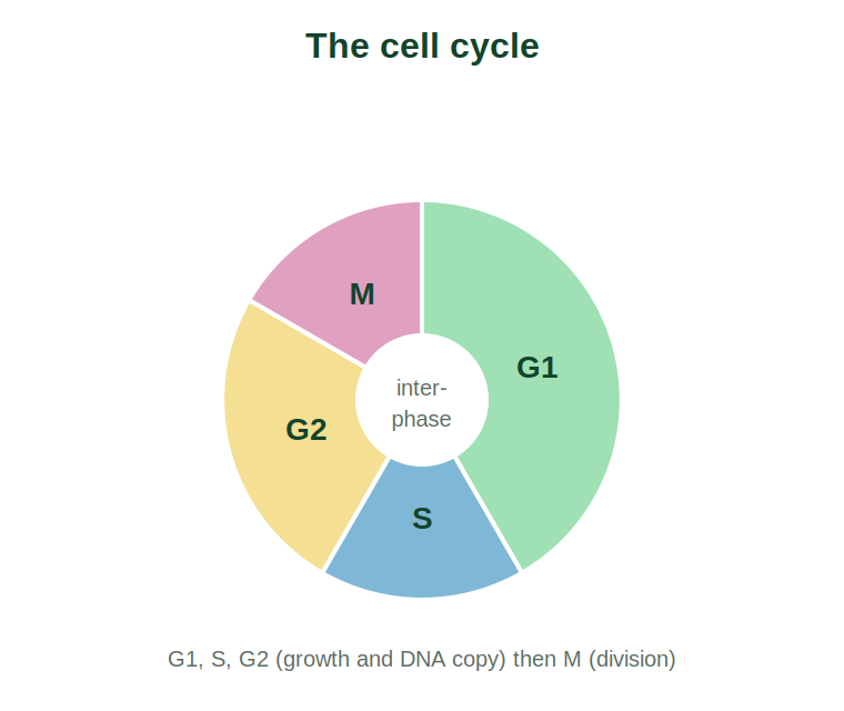 The cell cycle showing G1, S, G2 and M phases