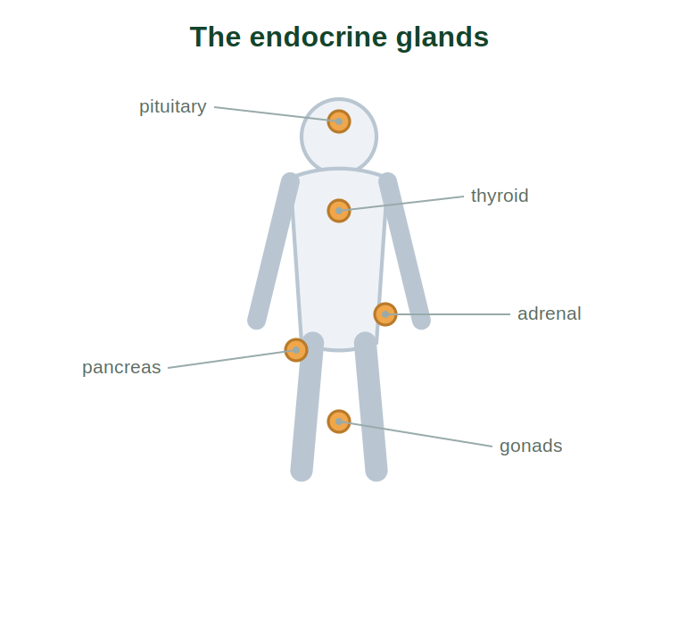 The endocrine glands: pituitary, thyroid, adrenal, pancreas and gonads on a human figure