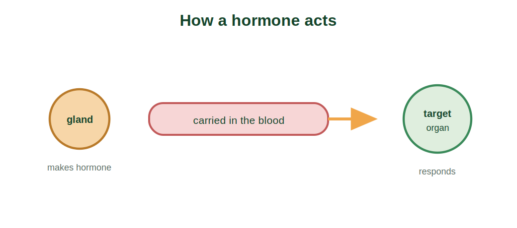 A hormone released by a gland, carried in the blood to a target organ