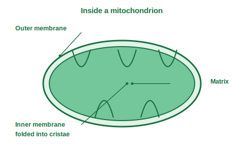 Mitochondrion showing outer membrane, inner membrane folded into cristae and the matrix