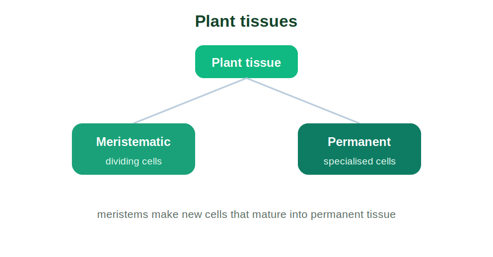 A chart dividing plant tissue into meristematic and permanent