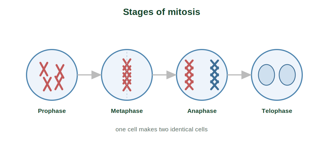The stages of mitosis: prophase, metaphase, anaphase and telophase