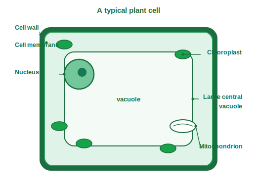 Labelled plant cell with wall, membrane, large central vacuole, nucleus, chloroplasts and a mitochondrion