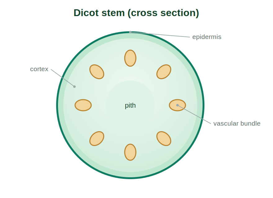 A cross section of a dicot stem showing epidermis, cortex, vascular bundles and pith