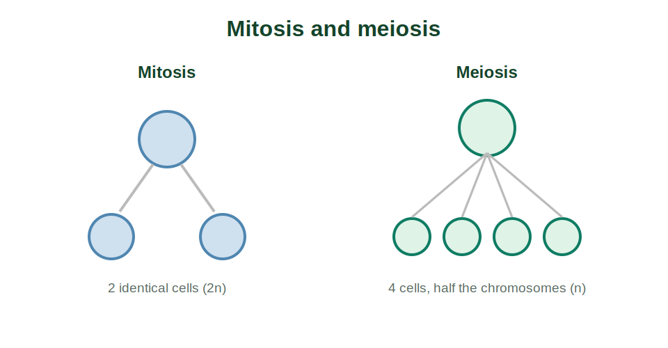 Mitosis producing two identical cells and meiosis producing four with half the chromosomes