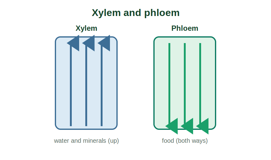 Xylem carrying water up and phloem carrying food through the plant