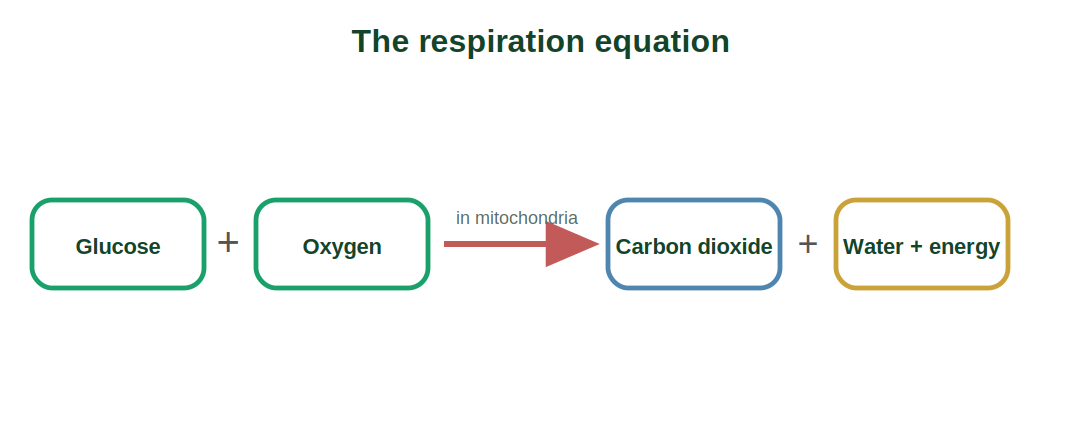The word equation of aerobic respiration