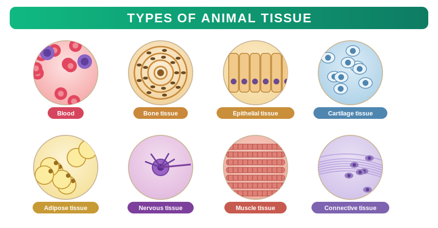 The four animal tissues and their roles
