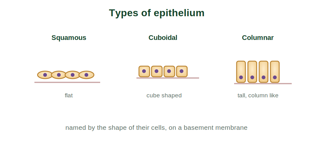 Squamous, cuboidal and columnar epithelial cells