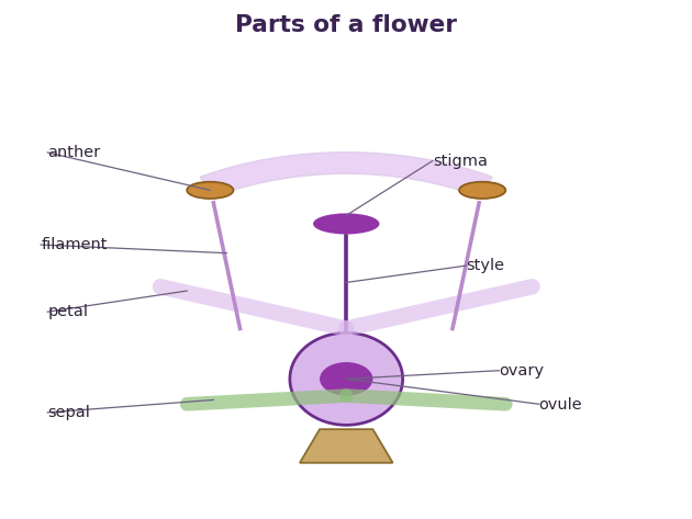 Fig 1. The stamen makes pollen while the pistil holds the ovules, so the flower carries both sides of reproduction.
