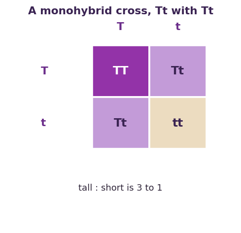 Fig 1. Crossing two Tt plants gives tall and short offspring in a ratio of three to one.