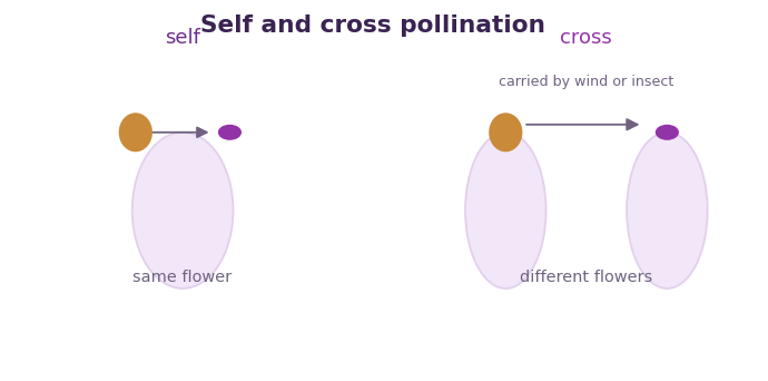 Fig 2. Self pollination stays within one flower, while cross pollination carries pollen between flowers and mixes their features.